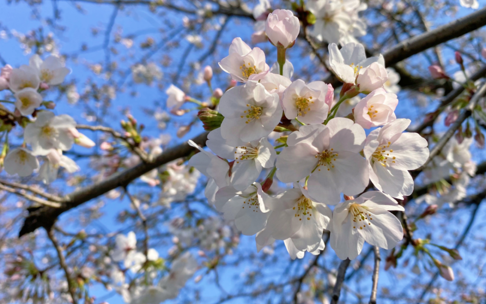 其中,最具代表性的就是 花開七日的染井吉野, 各大公園和街頭綠地