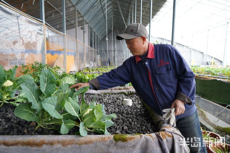 春日寻鲜 蔬菜喝 鱼汤 笑当好 棚友 鱼菜如何共生 快来一探究竟 腾讯新闻