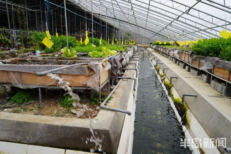 春日寻鲜 蔬菜喝 鱼汤 笑当好 棚友 鱼菜如何共生 快来一探究竟 腾讯新闻