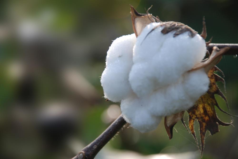 棉花质量领先世界!被称"棉都"的新疆,却为何屡遭西方碰瓷_腾讯新闻