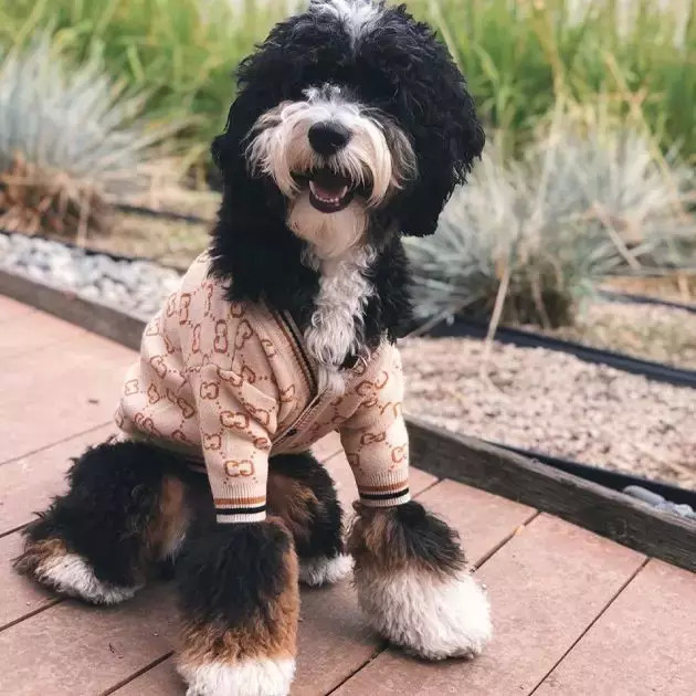 狗凭主贵当狗狗在穿lvburberry和moncler时你在穿什么