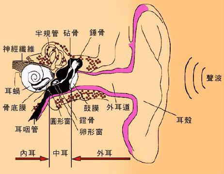 人們常說洗耳恭聽那耳朵可以清洗嗎