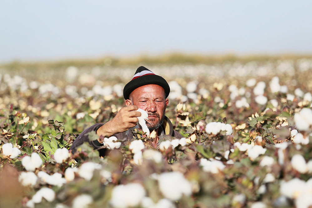 【图集】新疆的棉花采摘:机械与手工并存_腾讯新闻