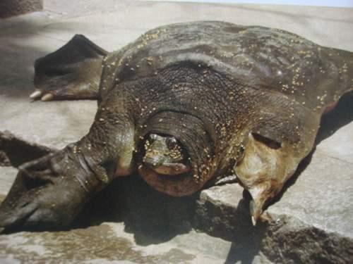 钓鱼却钓出一头千年老鳖,身上插着4根箭,如今成了国博镇馆之宝