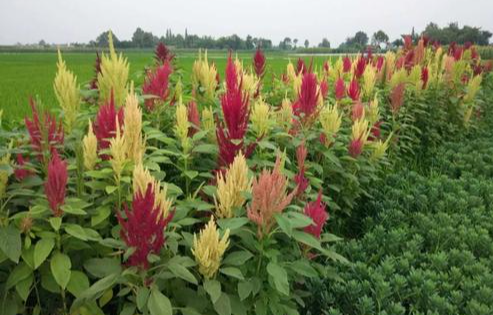 养猪可替30%的精饲料,能达20吨的籽粒苋,你种怎么才8吨?_腾讯新闻