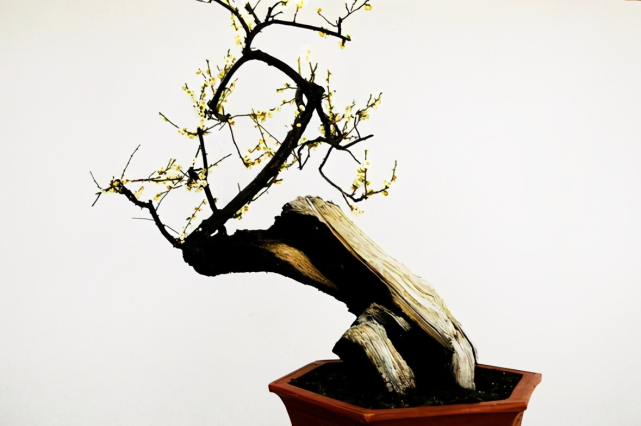 根据生长习性,分成4个方面解析|梅花|绿萼梅|盆景