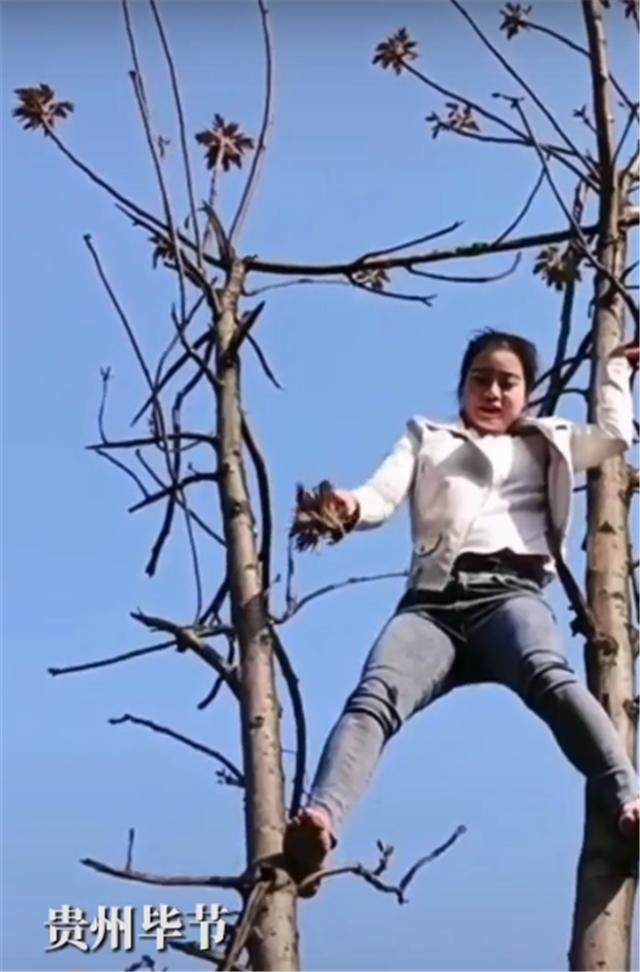 贵州毕节,女子赤脚爬上树顶摘香椿芽,网友称摘错了:这是臭椿,有毒