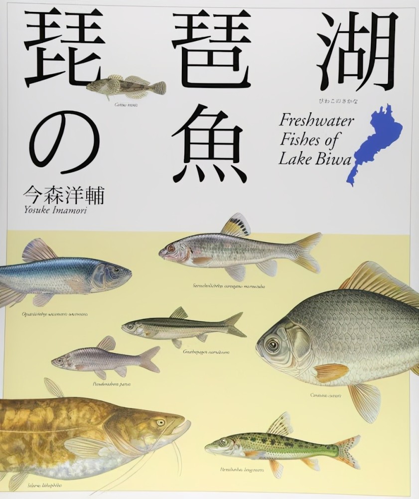 美国黑鲈如今快成我国广东 福建水库霸主 会大面积泛滥吗 腾讯新闻