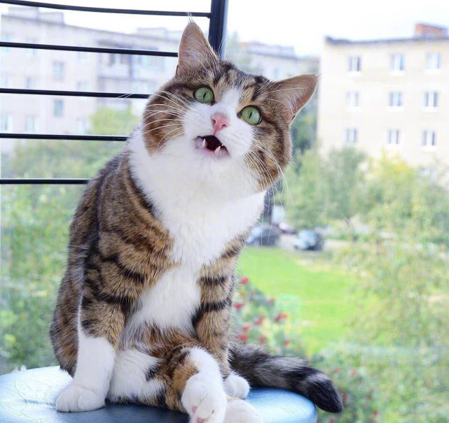 超有趣狸猫表情