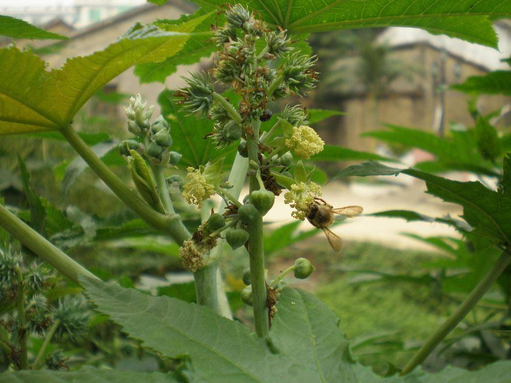 在这座有毒植物中,有许多我们熟悉的有毒植物,比如:蓖麻,蓖麻在我国