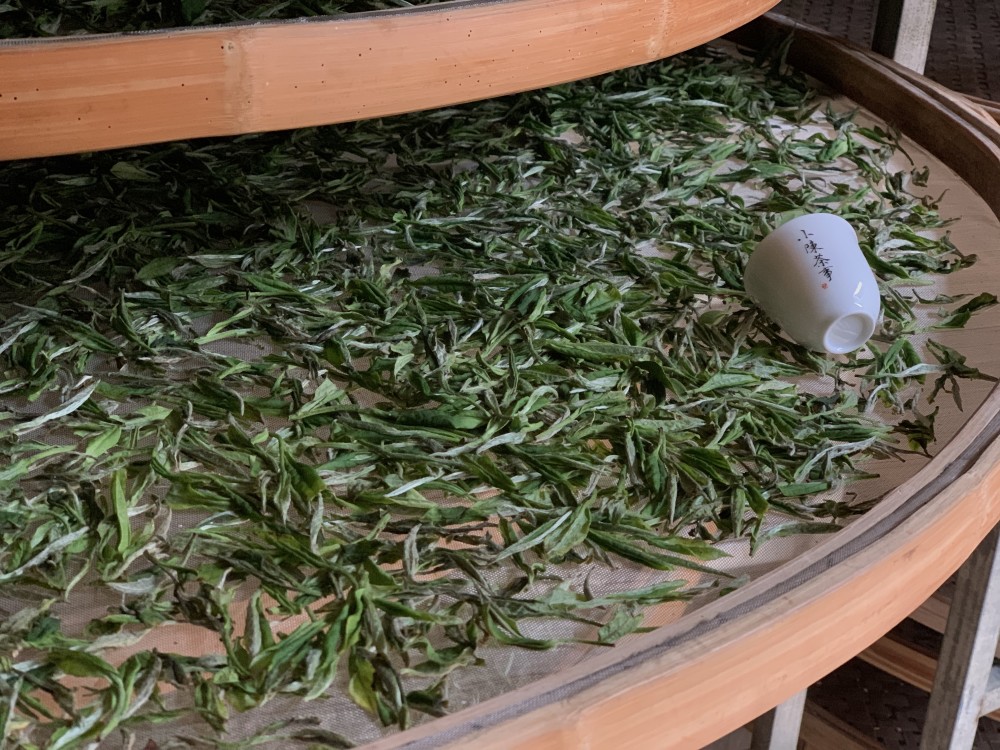 日光萎凋白茶是真有其事,还是炒作?讲真,看完这4点,真相大白