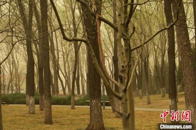 自然 最新论文 植物和土壤或能互换储碳能力 二氧化碳 植物 孙自法