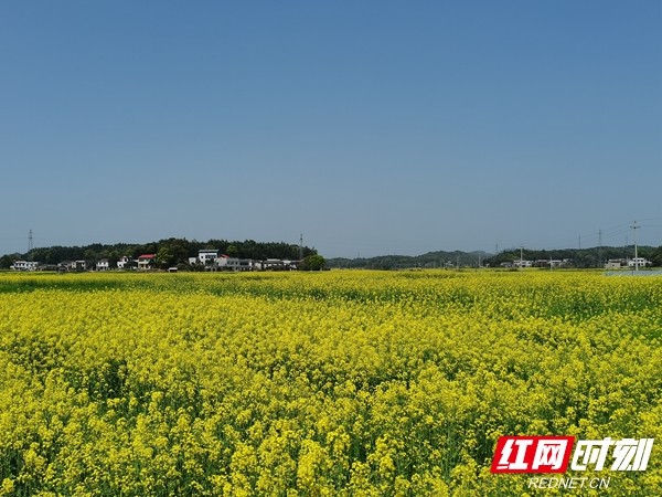 湘潭油菜花观赏地图片