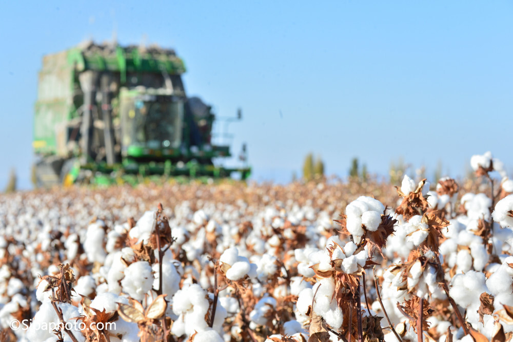 可能很多人还不了解中国新疆的棉花有多好