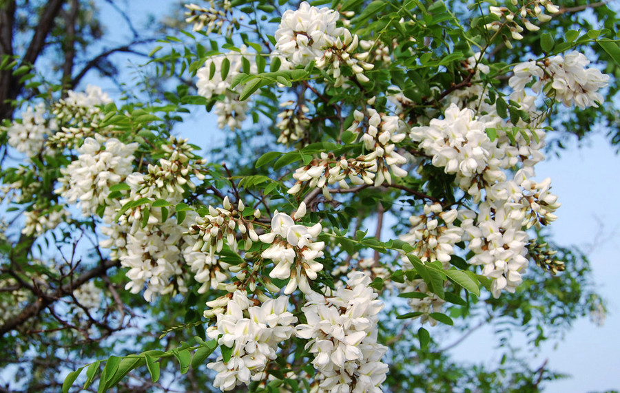 童年记忆中春天的美食 洋槐花 腾讯新闻