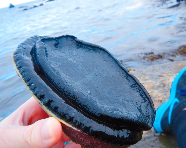 新西兰极品鲍鱼泛滥成灾海滩散步都能踩到当地人不吃