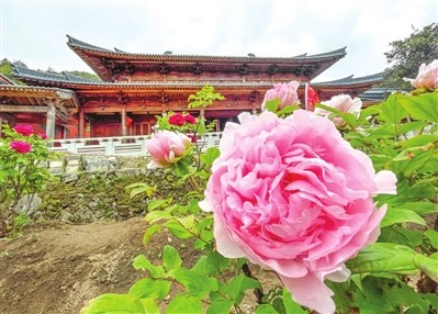 山寺牡丹正芳菲闽侯大湖乡迎来最佳赏花期