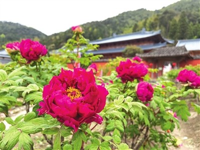 山寺牡丹正芳菲闽侯大湖乡迎来最佳赏花期