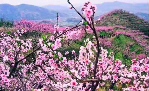 兰州春风暖安宁桃花开