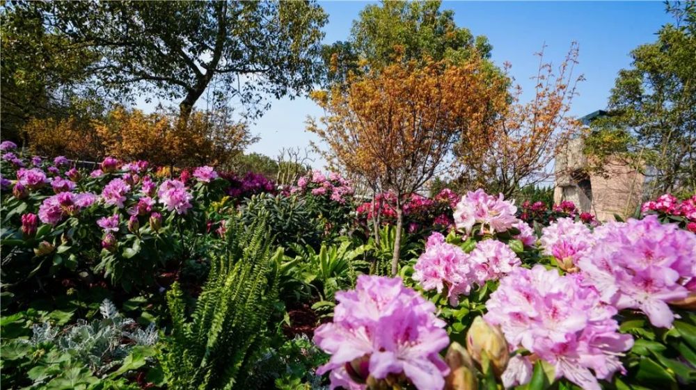 首届中国国际花境大赛进入竞赛环节 附部分作品 施工现场 图 腾讯新闻