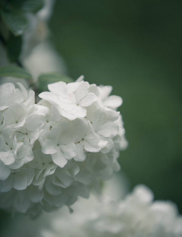 绣球花团团 盛春已规圆 木绣球 紫阳花 百花 谢榛 绣球花