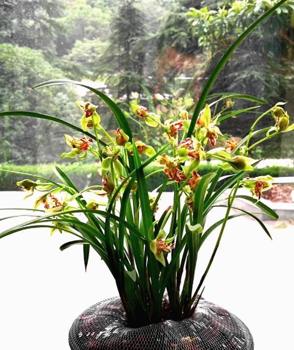 这款兰花真奇特,花型像"狮子",香味扑鼻,如若没有,抓紧入手