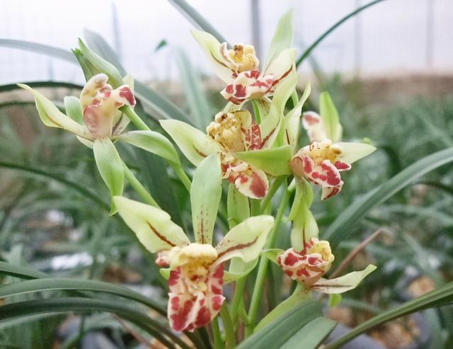 这款兰花真奇特,花型像"狮子",香味扑鼻,如若没有,抓紧入手