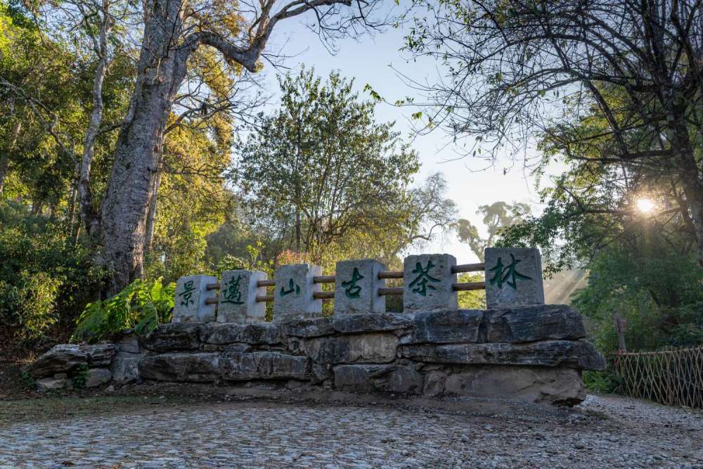 人与茶相遇在景迈山