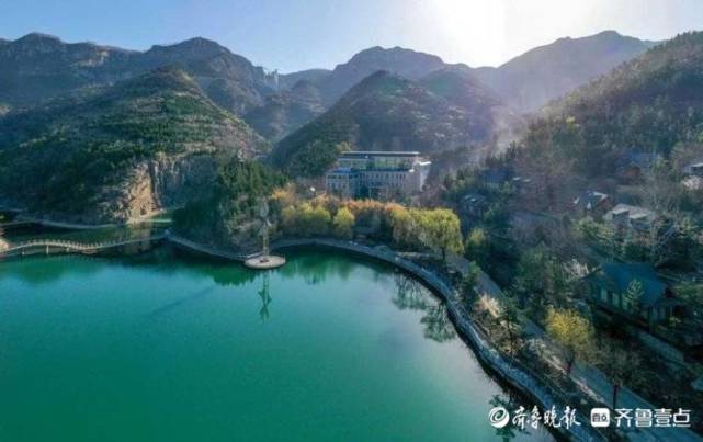 阳春三月鲁中山区山花烂漫满山金黄