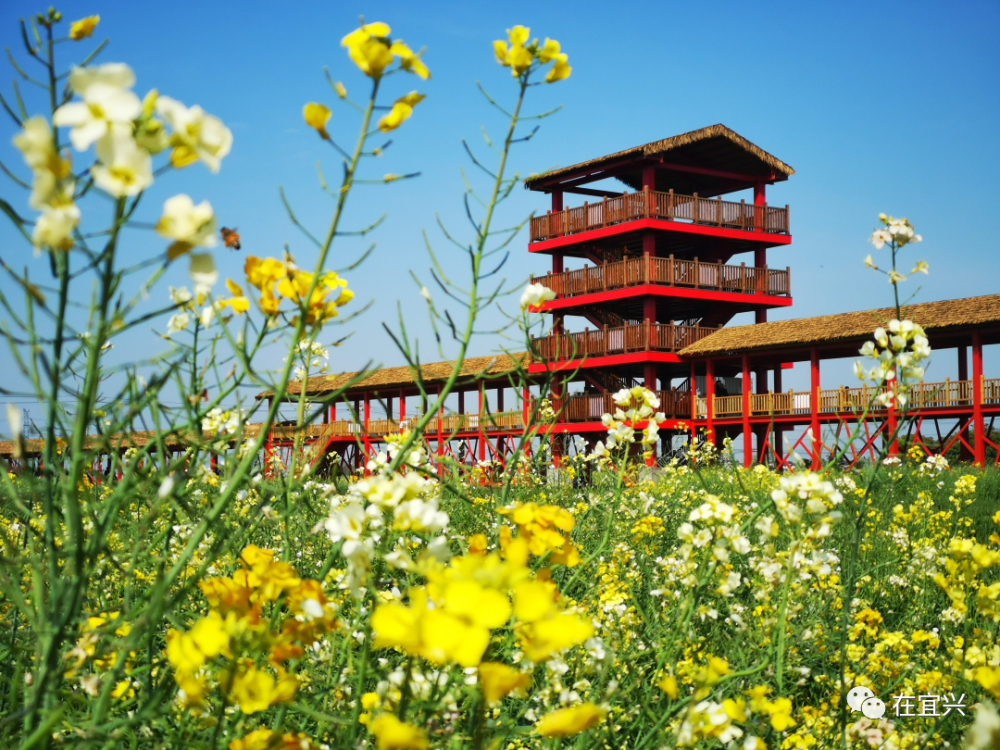 和宜兴媳妇游杨巷