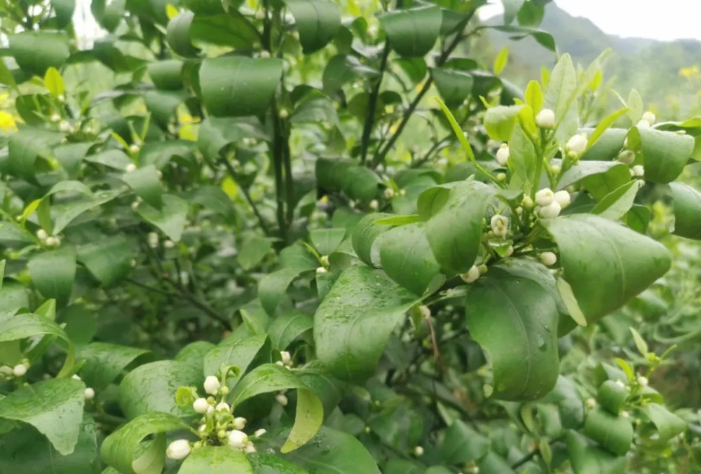 柑橘花期如何用药 谢花肥如何施用 什么时候进行第一次保果 腾讯新闻
