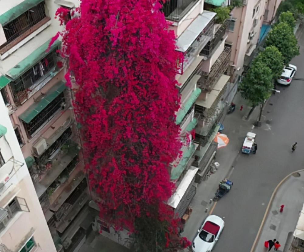 广州老人花28年种出9层楼高的三角梅红色瀑布飞流直下