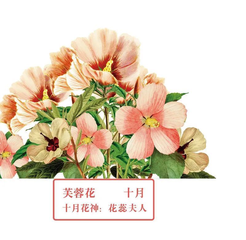 你好 花博 你知道十二花神吗 腾讯新闻