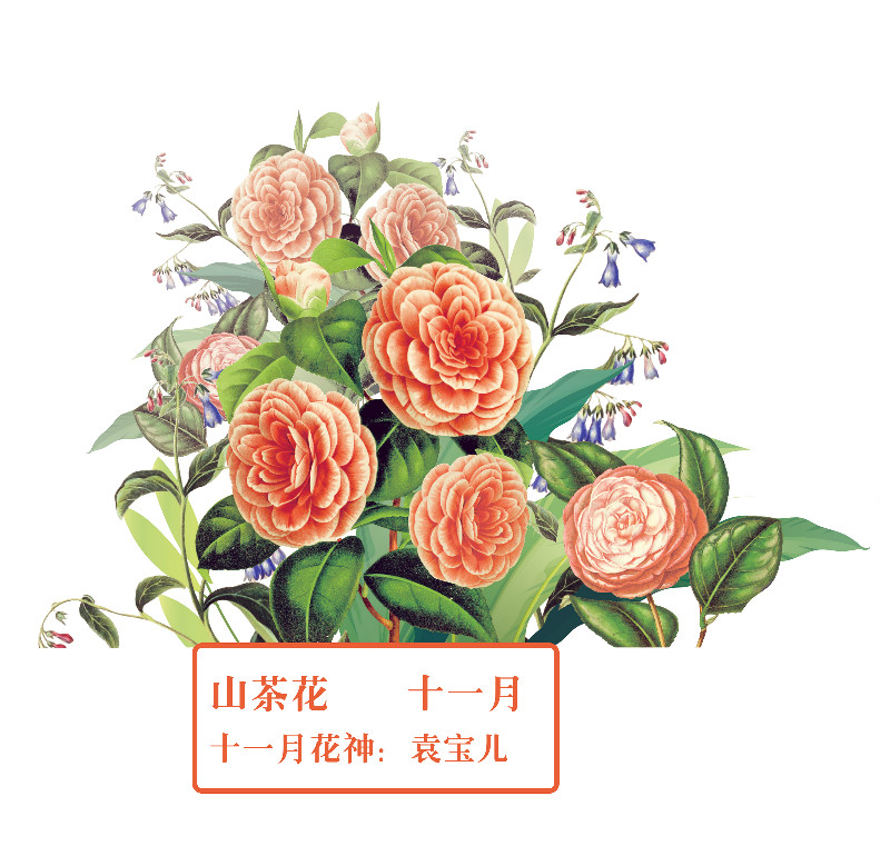 你好 花博 你知道十二花神吗 腾讯新闻