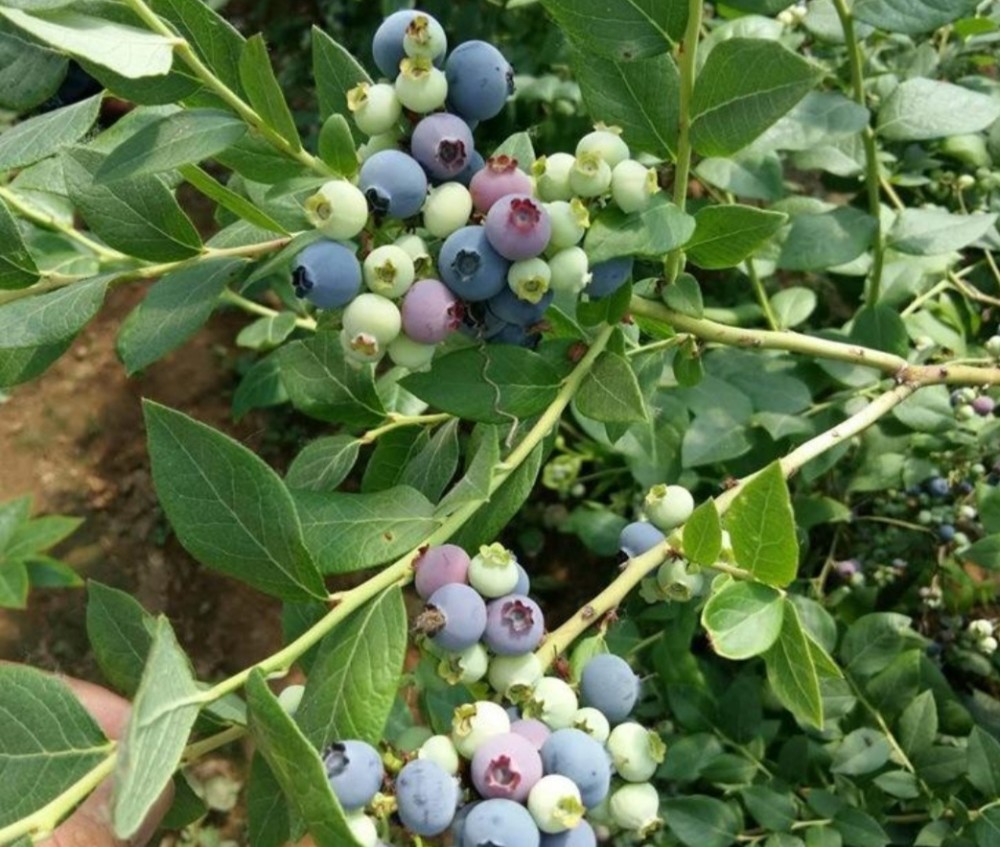 陽臺養盆藍莓樹既能用來觀賞還能吃到自己種出的藍莓果