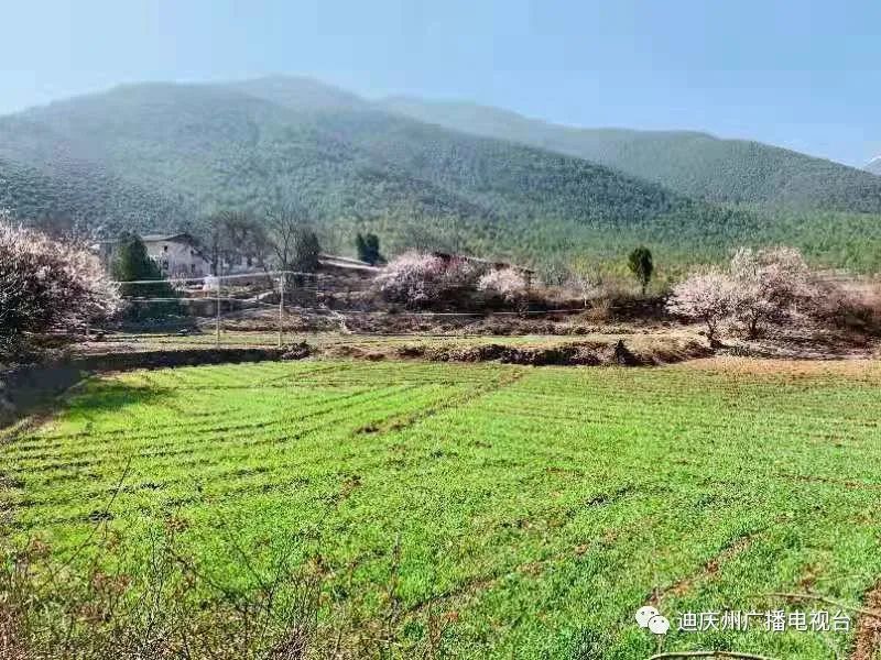 連日來,香格里拉市尼西鄉湯滿村的田間地頭,春光錦繡,處處是春耕備播