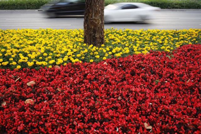 图集 春深日暖花盛开 何俊 花坛