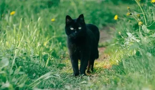 怀孕黑猫上门讨吃,吃饱后消失数周,这天送惊喜报恩