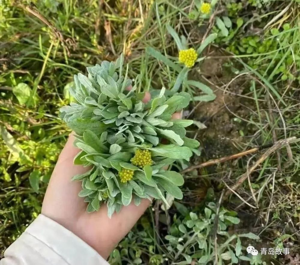 春吃野菜正当时 腾讯新闻