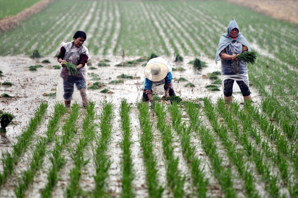诸葛亮躬耕于南阳,究竟种水稻还是小麦?_腾讯新闻
