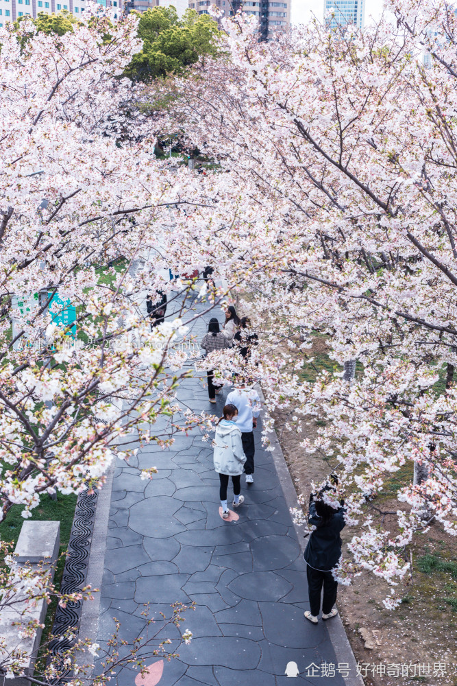 三月春日限定寧波這個公園火了粉色櫻花太驚豔地鐵便可直達