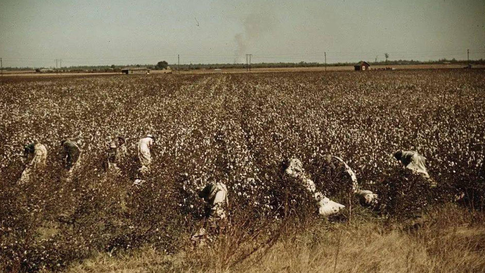 hm为什么会认为新疆在用奴隶摘棉花因为美国就是这么过来的
