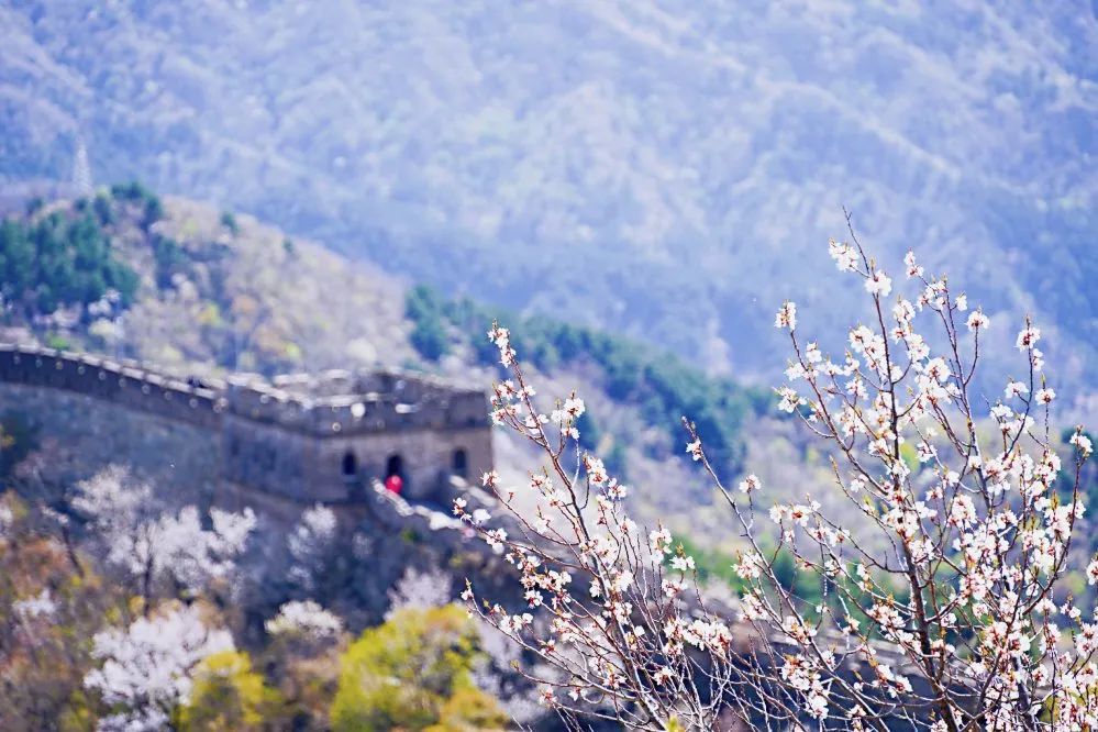 层层叠叠的桃花点缀在长城周围依然是山桃烂漫登上慕田峪长城这是春天