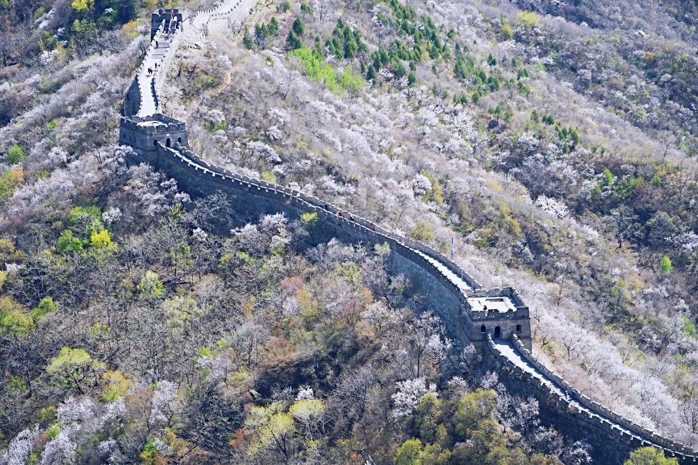 层层叠叠的桃花点缀在长城周围依然是山桃烂漫登上慕田峪长城这是春天