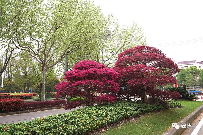 衢州市市花市树图片