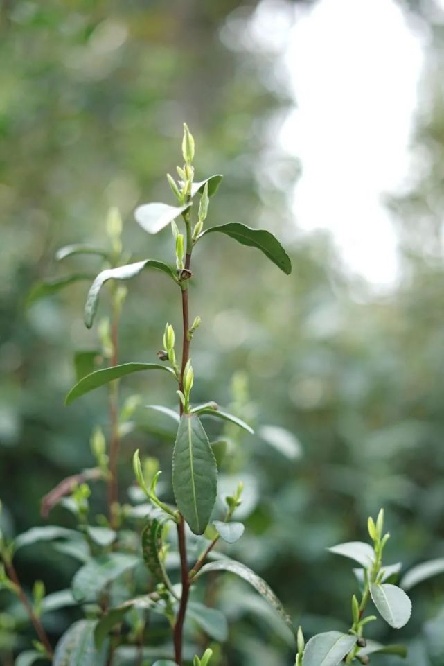 三月春茶季洞庭碧螺春為典型的小葉種茶葉