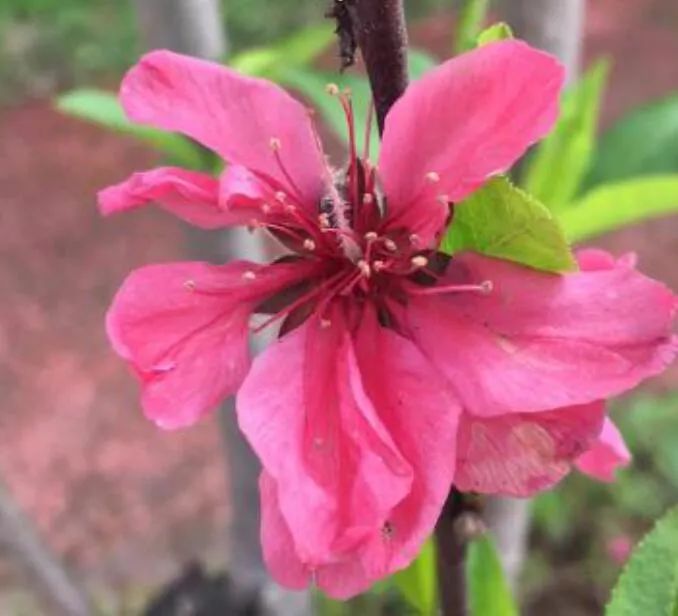 找个地方赏花——罗曼蒂克 春色未歇_腾讯新闻