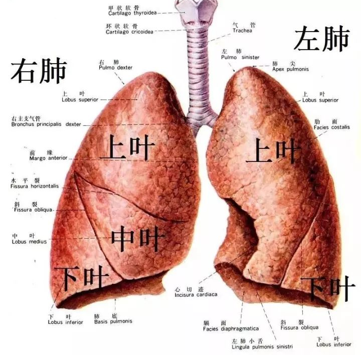 东:左肺上叶,西:右肺下叶,南:左肺下叶,北:右肺上叶,中:右肺中叶)