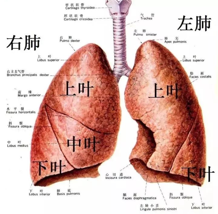 把肺气肿的一生写成战争小说几分钟就读懂