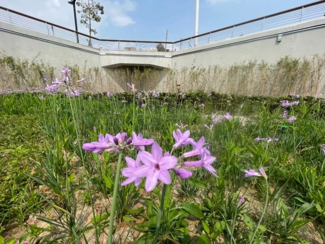 东平水轴|澜石公园有架落地的ufo?那是一座滑滑梯!_腾讯新闻